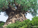 Mysterious Tree 05
