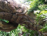 Mysterious Tree 06