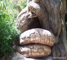 Mysterious Tree 07