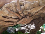 Mysterious Tree 08