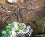Mysterious Tree 09