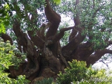 Mysterious Tree 14